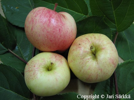 Tarhaomenapuu, Malus domestica 'Suislepp'